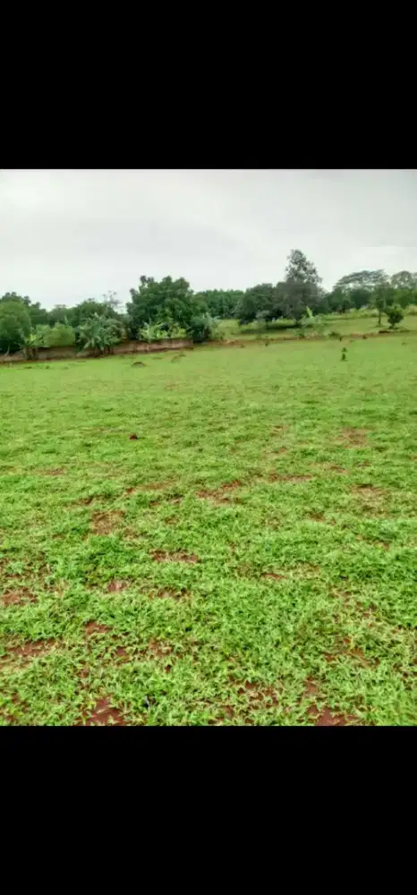 Tukang rumput gajah biasa