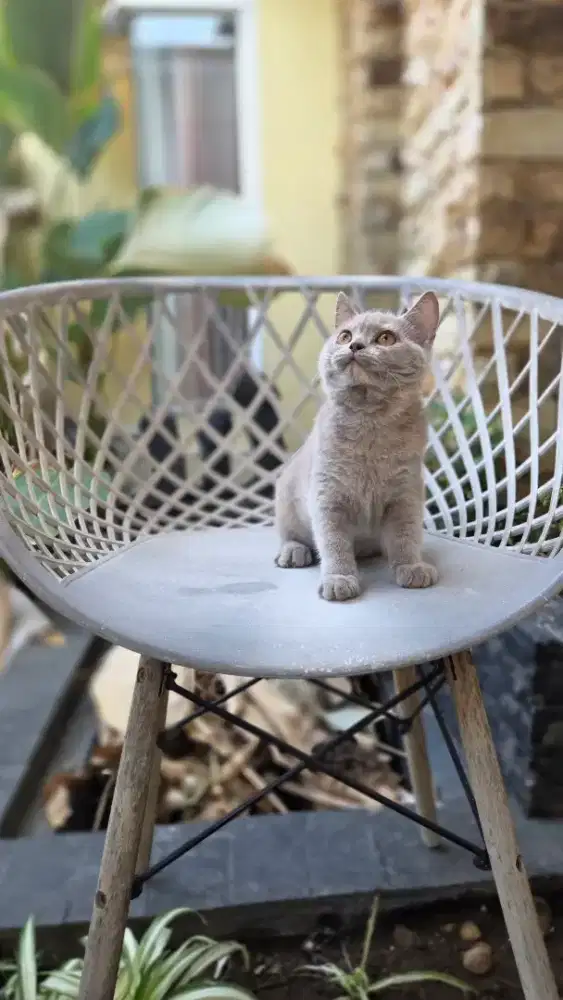 Lilac tortie betina