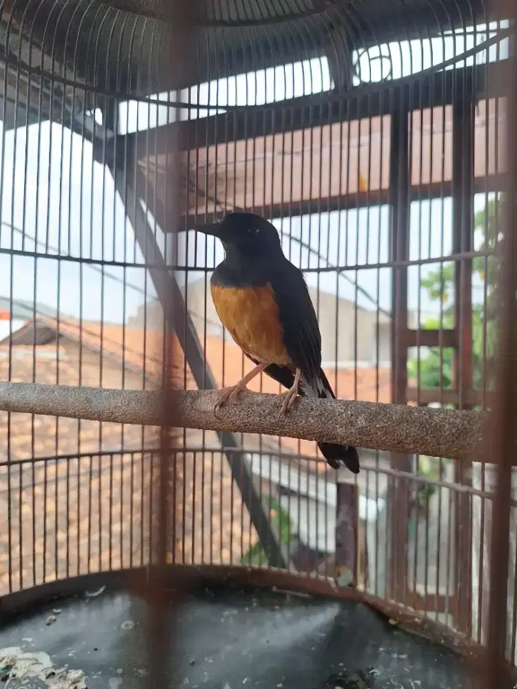 Murai betina siap produksi