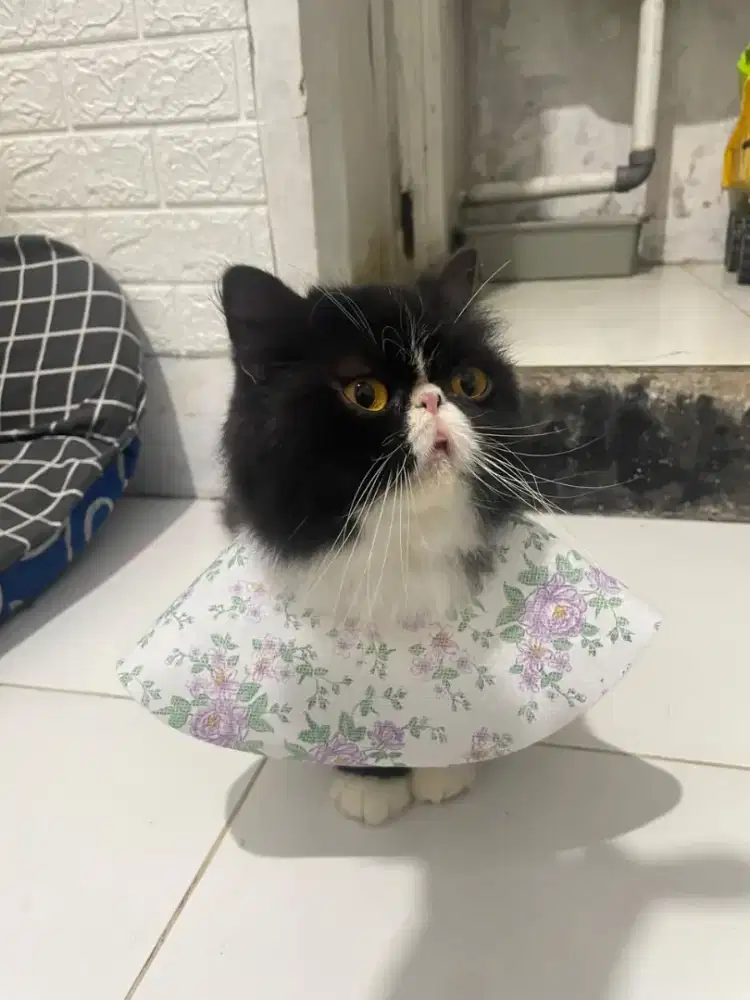 Peaknose betina