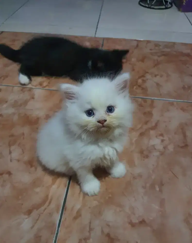 RAGDOLL KITTEN JANTAN MATA BIRU
