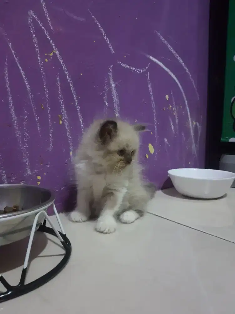 RAGDOLL KITTEN JATAN