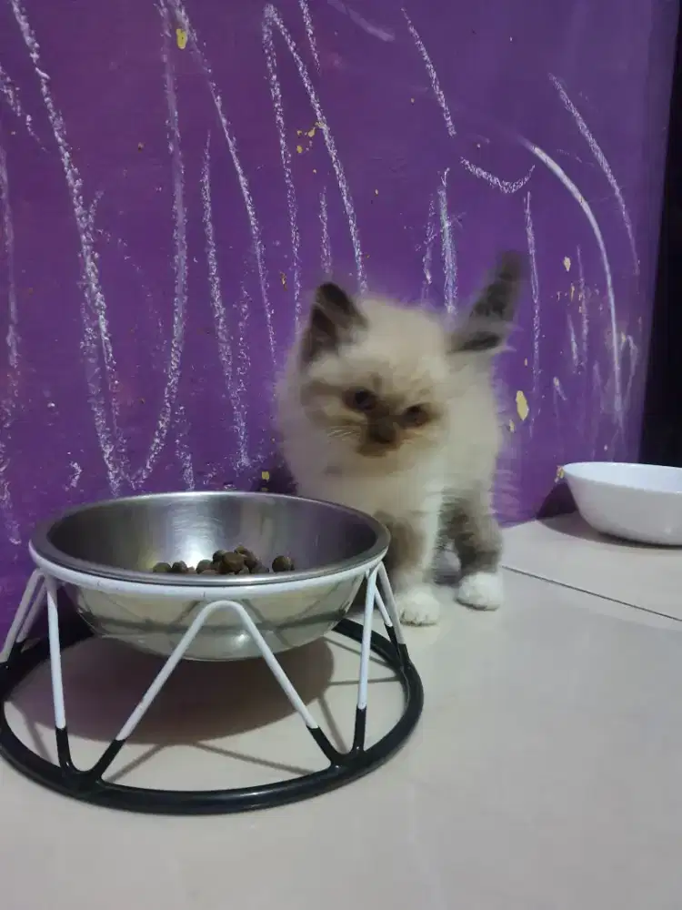 RAGDOLL MATA BIRU JANTAN