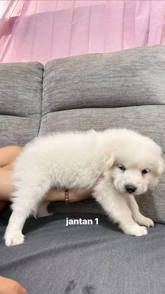 jual doggy golden x samoyed