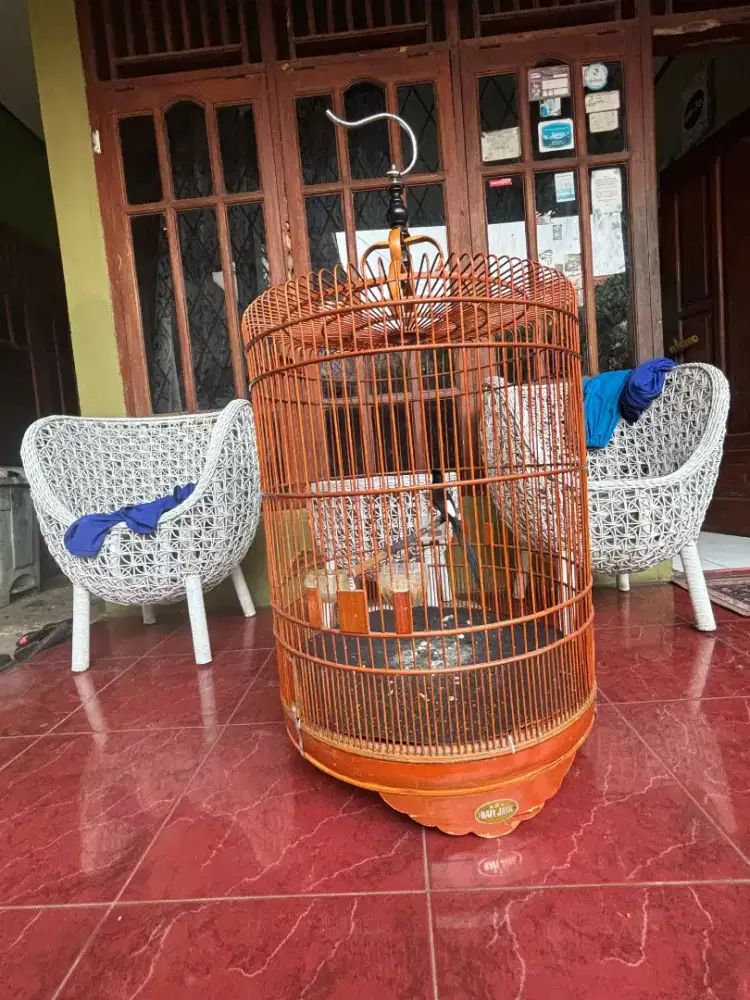 Murai Gacor Sudah Prestasi