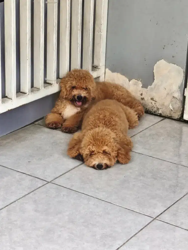 Toy poodle Betina, sudah stambum dan vaksin
