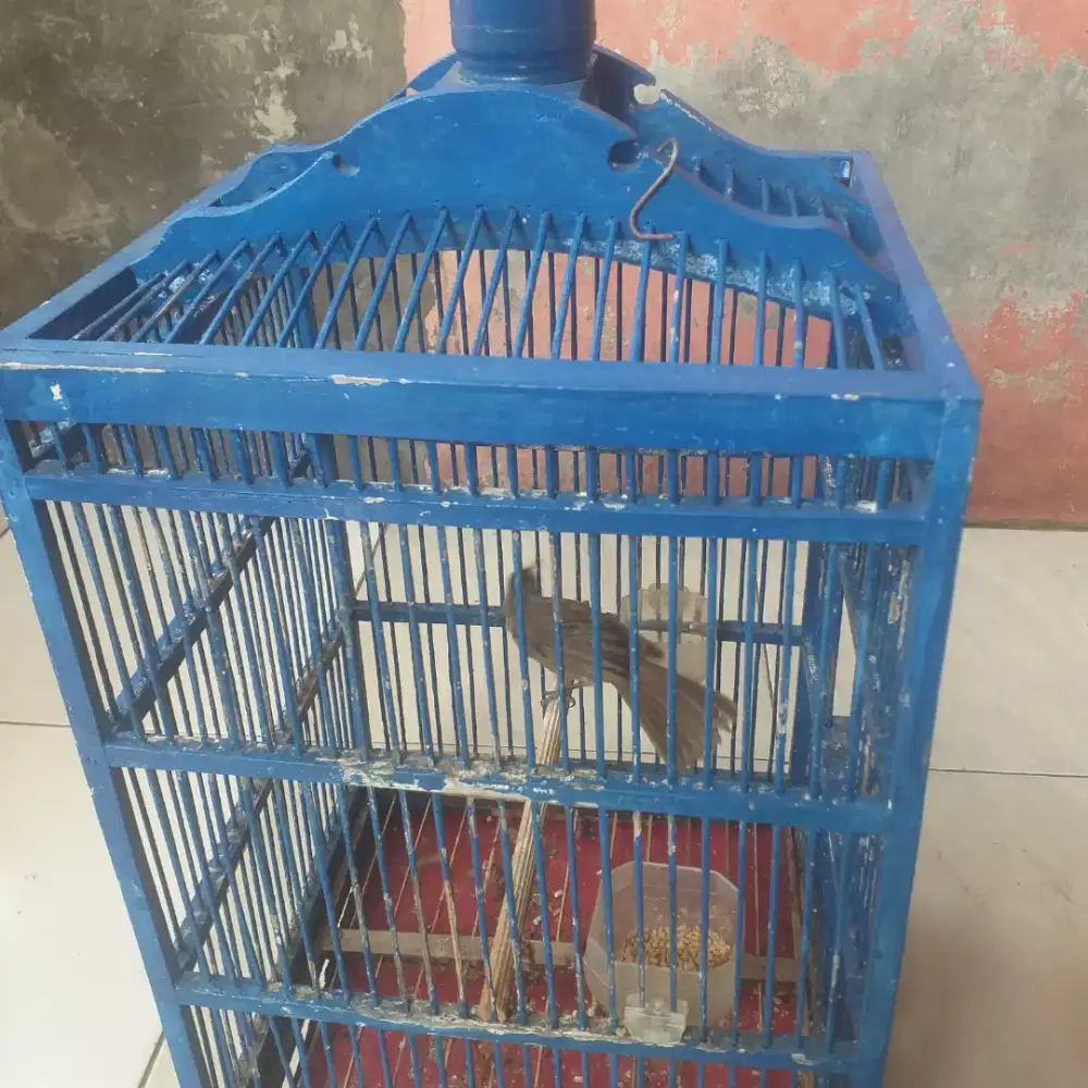 Burung trucukan fulset