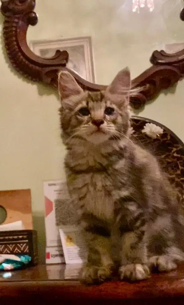kitten betina mainecoon