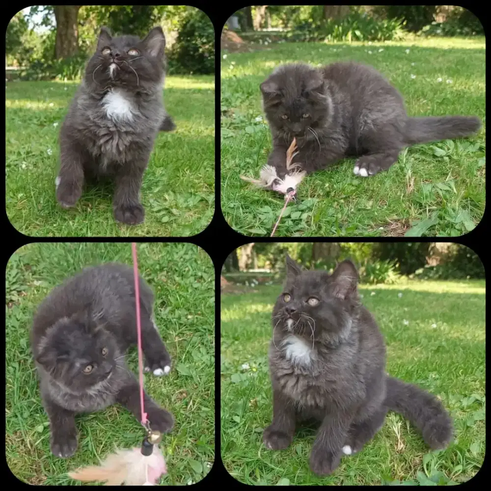 Kitten betina 2,5bln