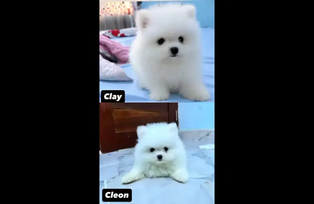 ghermant shippert pomeranian