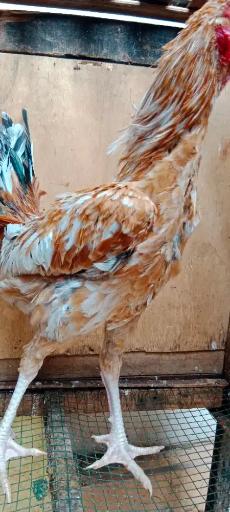 Ayam Elba Jantan