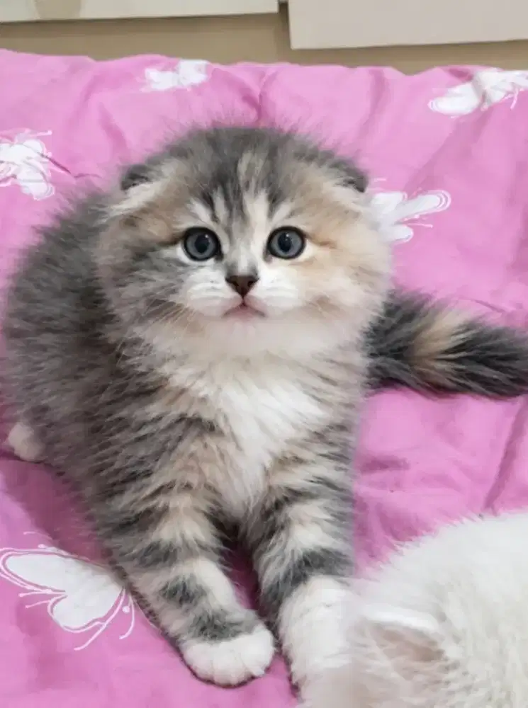 Scottish fold kitten betina