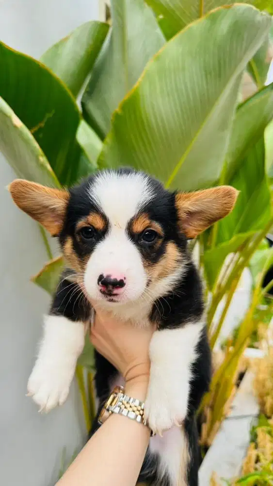 DIJUAL PUPPY CORGI 1,5 bulan