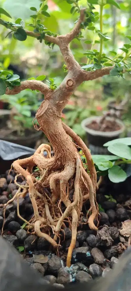 Bahan bonsai sancang