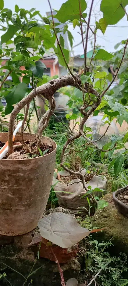 Bonsai waru programan