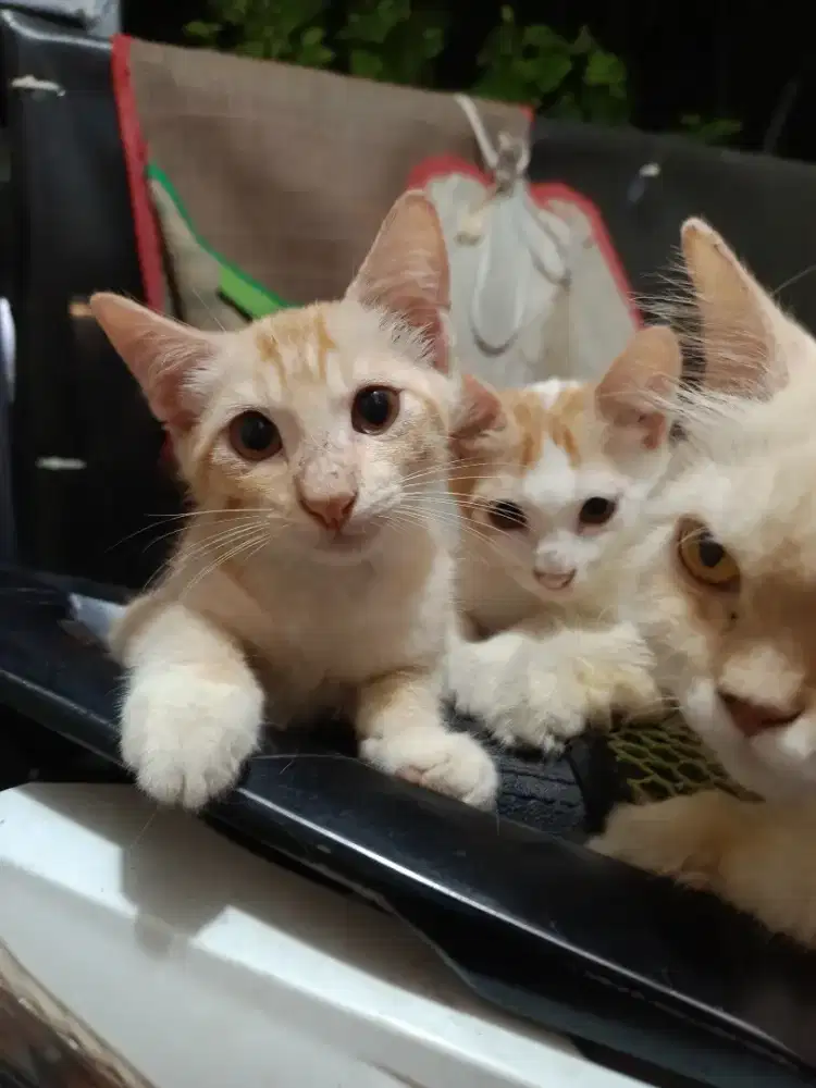 lepas adopsi kucing kitten 2 bulan sepasang