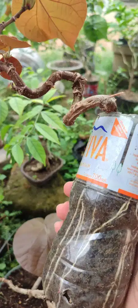 Bahan bonsai waru meliuk