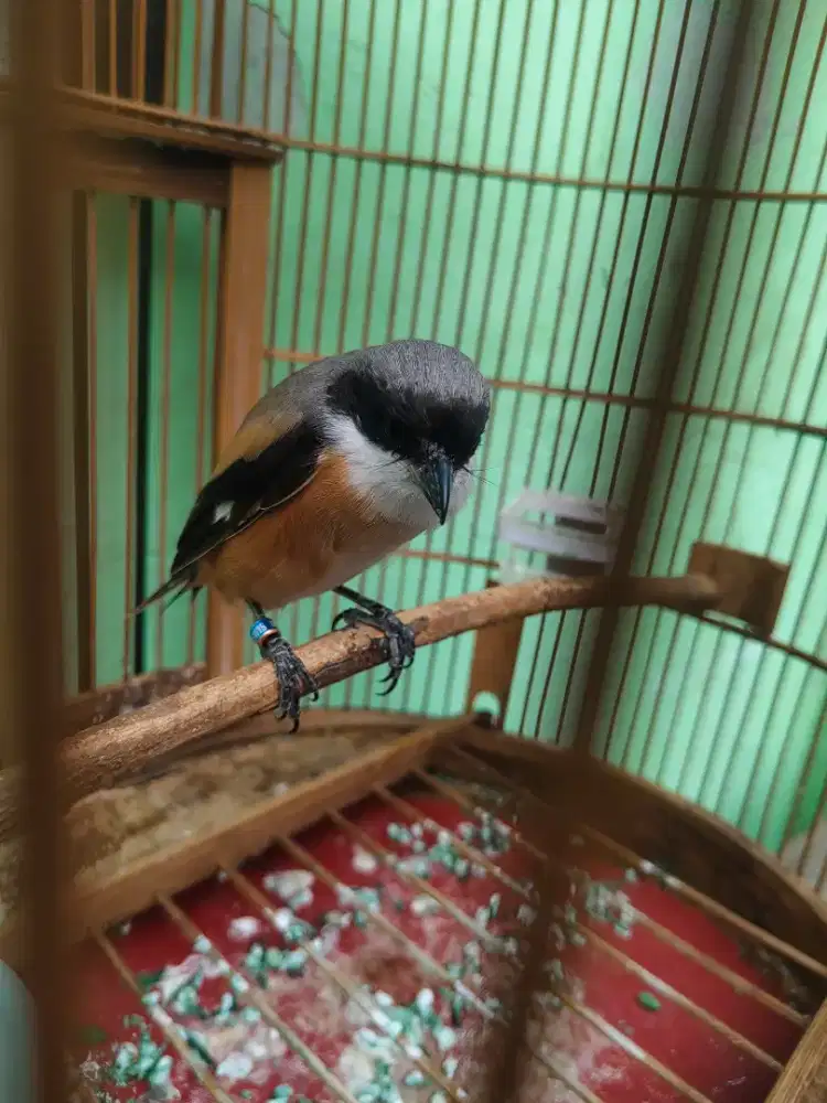 Burung Pentet asli sembur