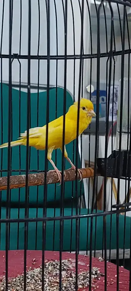 Kenari pranakan SF kuning extra Joss