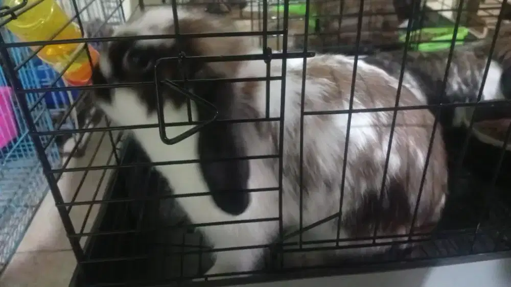 Jual Kelinci Holand Lop