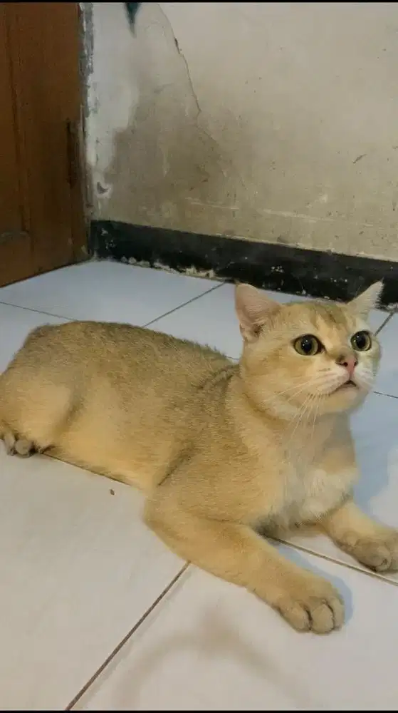 BSH Golden Ny11