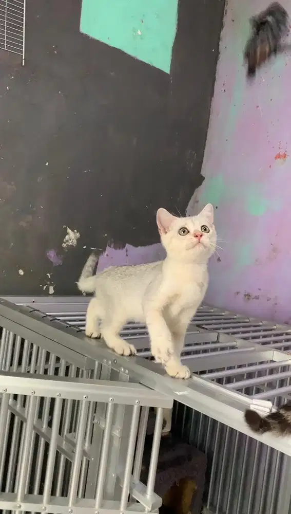 BSH Silver British Shorthair