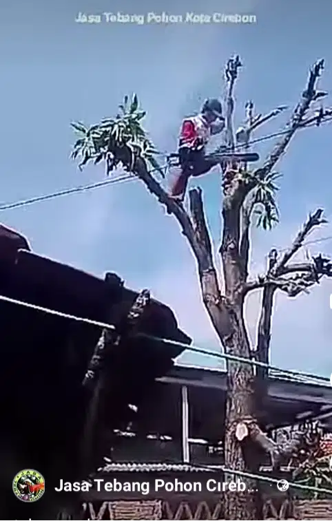 Jasa Tebang Pohon Kota Cirebon