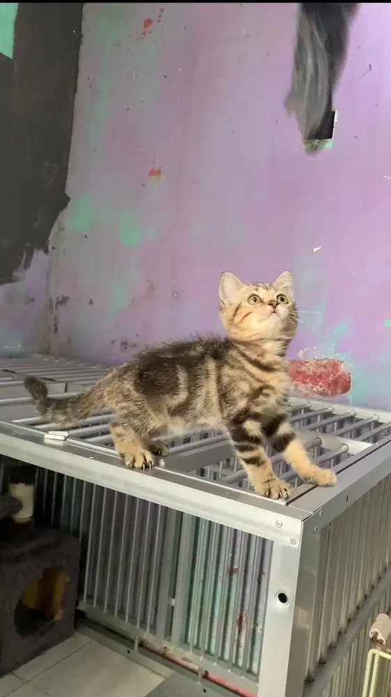 Bsh Golden Clasik Tabby
