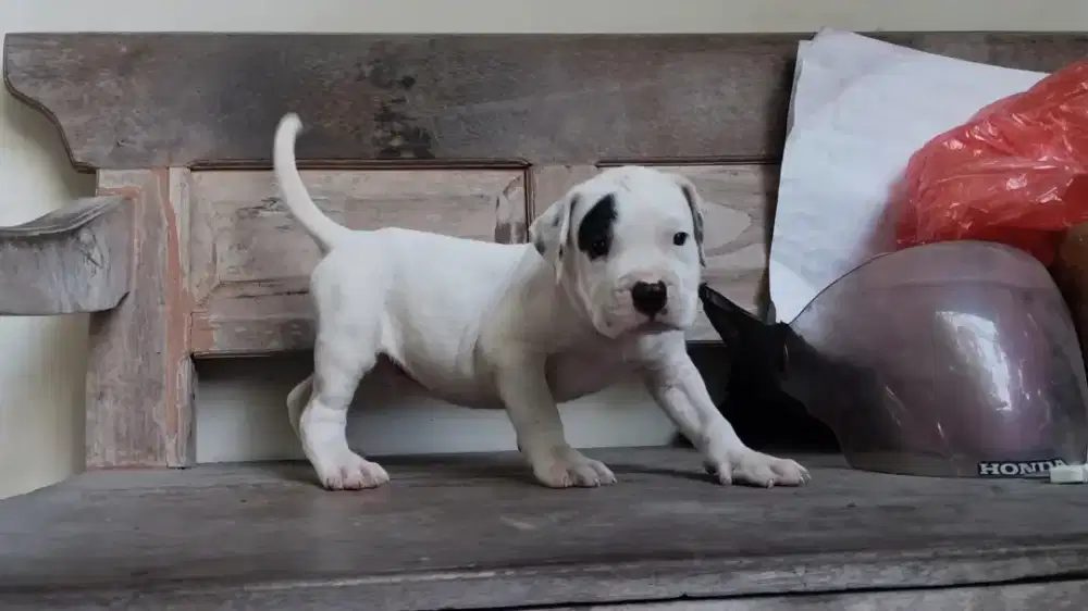 Anak Anjing Pitbull Jantan Warna Hitam & Putih, Putih & Coklat