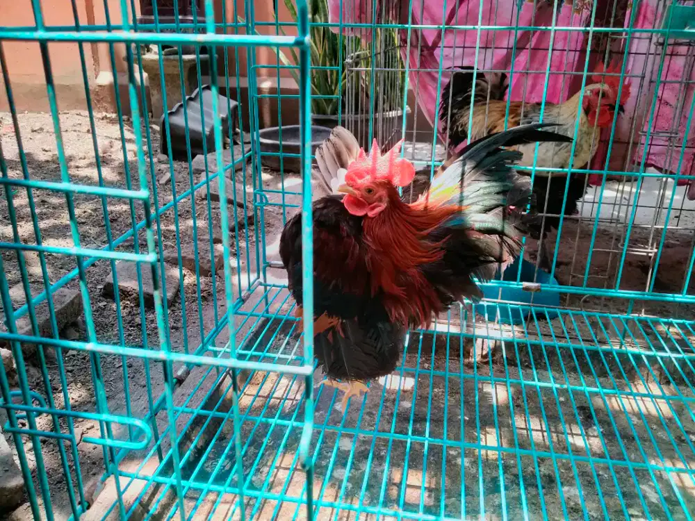 Sepasang serama