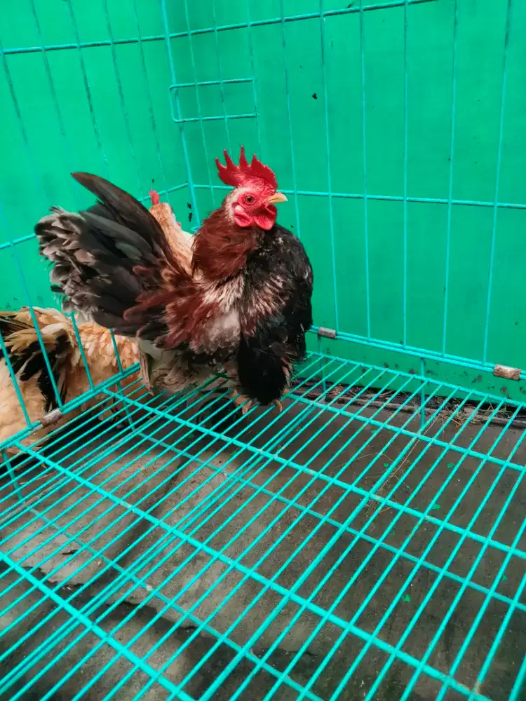 Sepasang serama