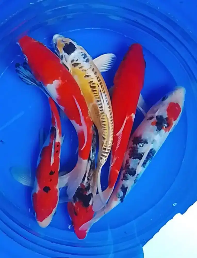Jual Koi ukuran 18-20 cm
