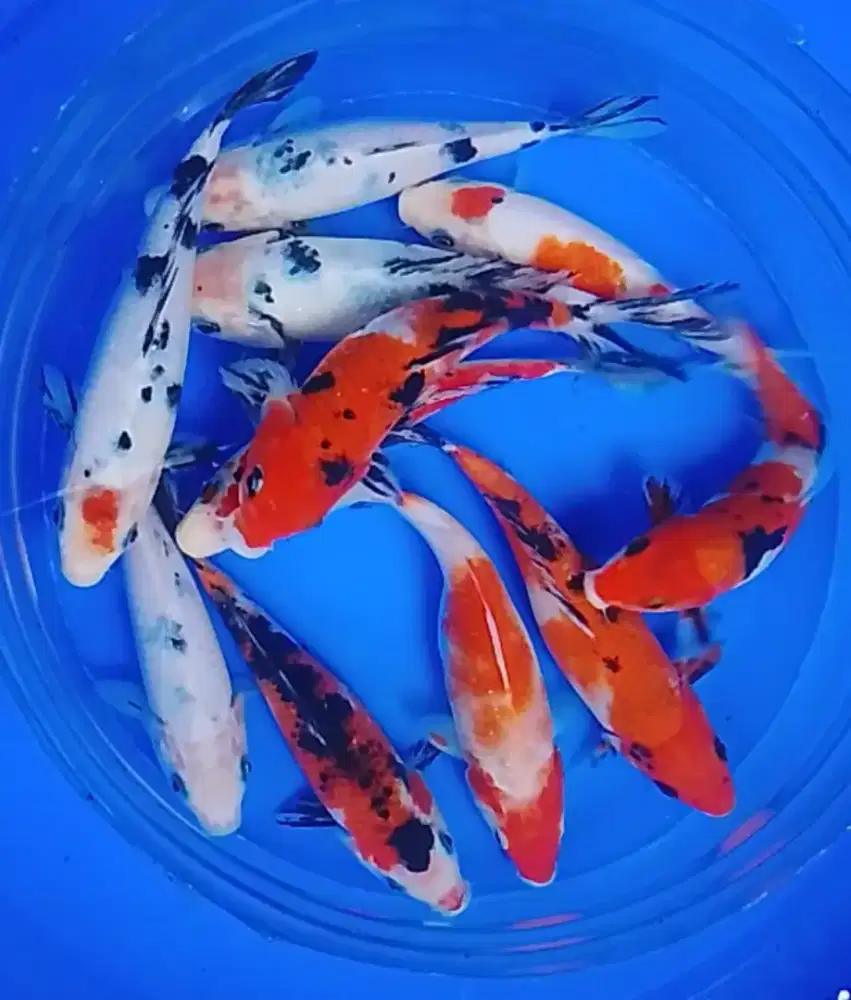 Jual Koi ukuran 14-16 cm 11 ekor