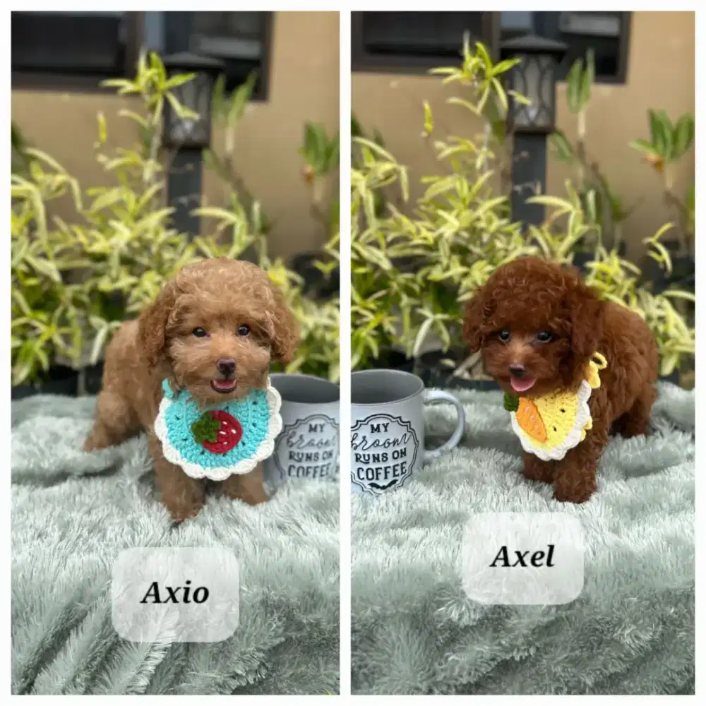 Red Tiny Poodle Male Perkin