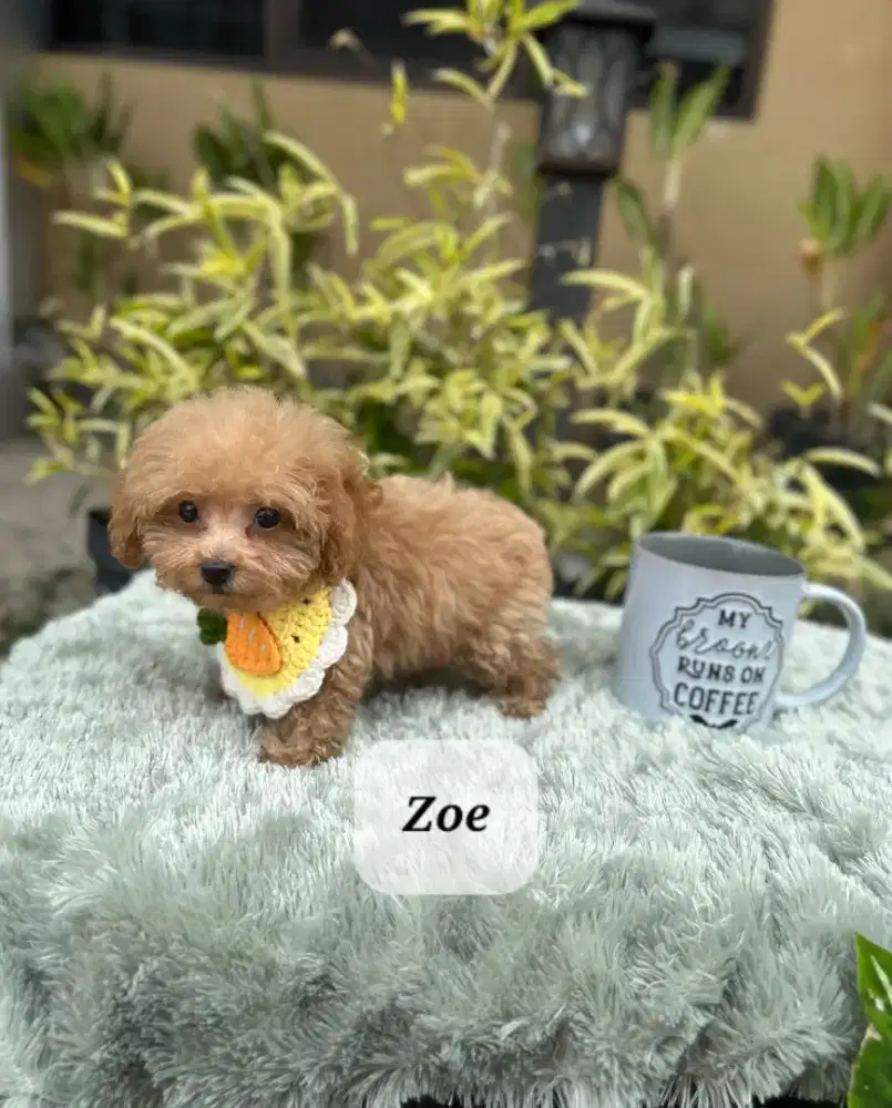 Red Teacup Poodle Male Perkin