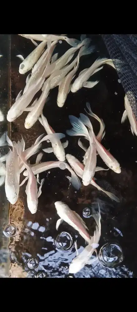 Koi Kumpay Platinum
