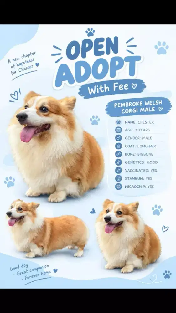 Corgi longhair bigbone