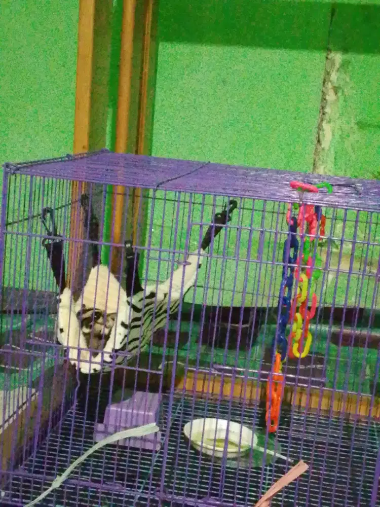 jual sugar gider hewan peliharaan