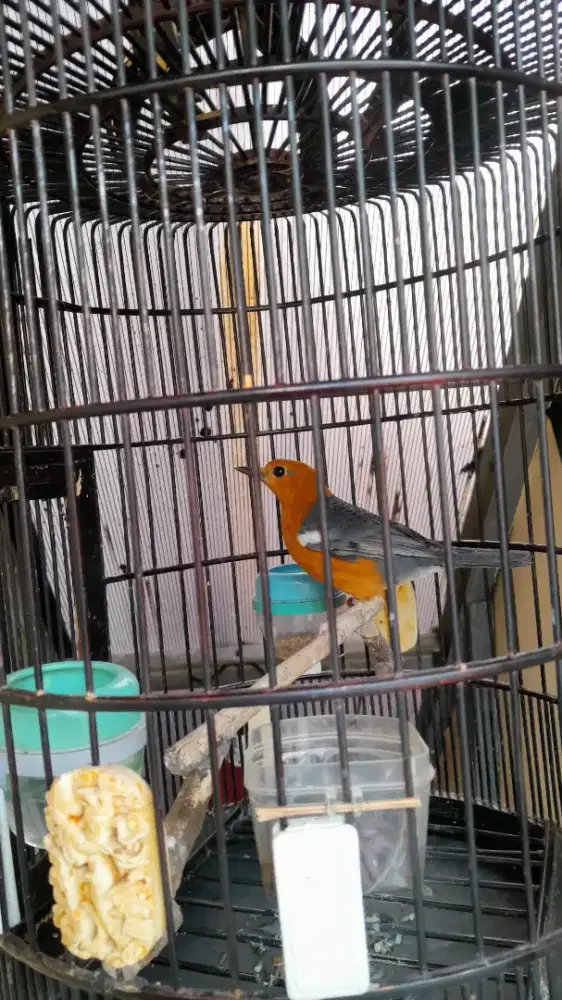 DIJUAL CEPAT BURUNG ANIS MERAH JANTAN NEGO