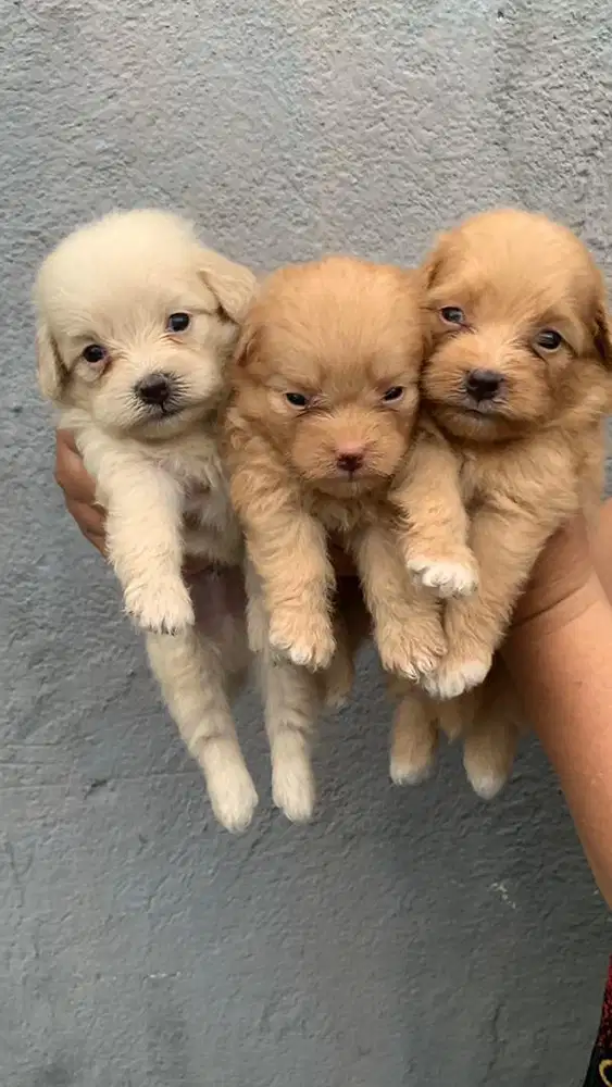 anjing maltipo poodle pom