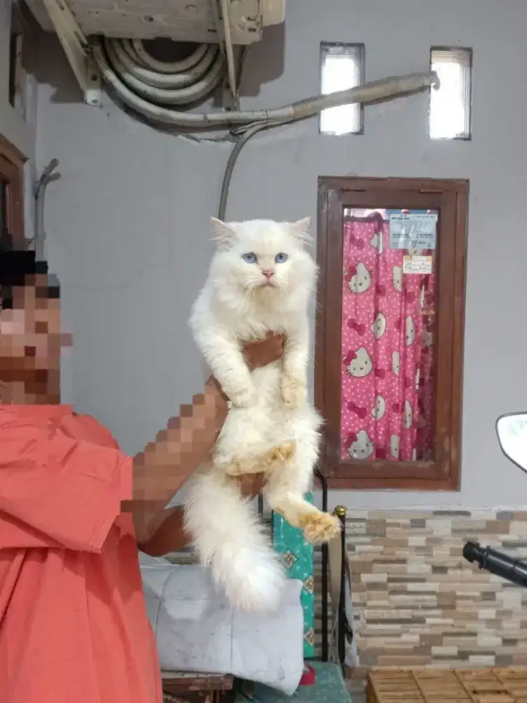 kucing jantan gembul