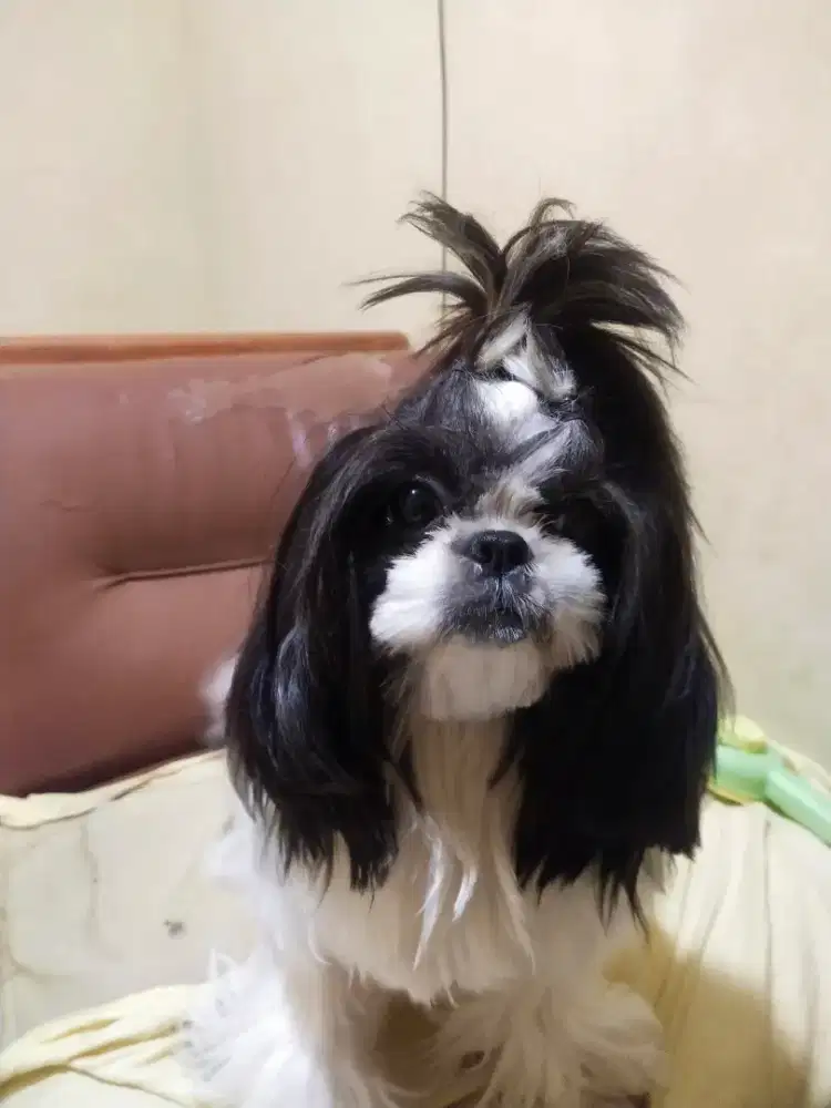 Pure Shihtzu Betina