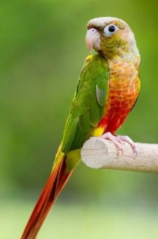 pineapple conure
