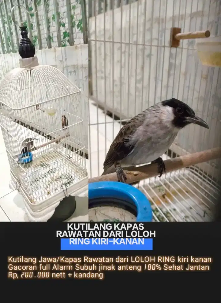 Burung Rawatan dan Gacoran
