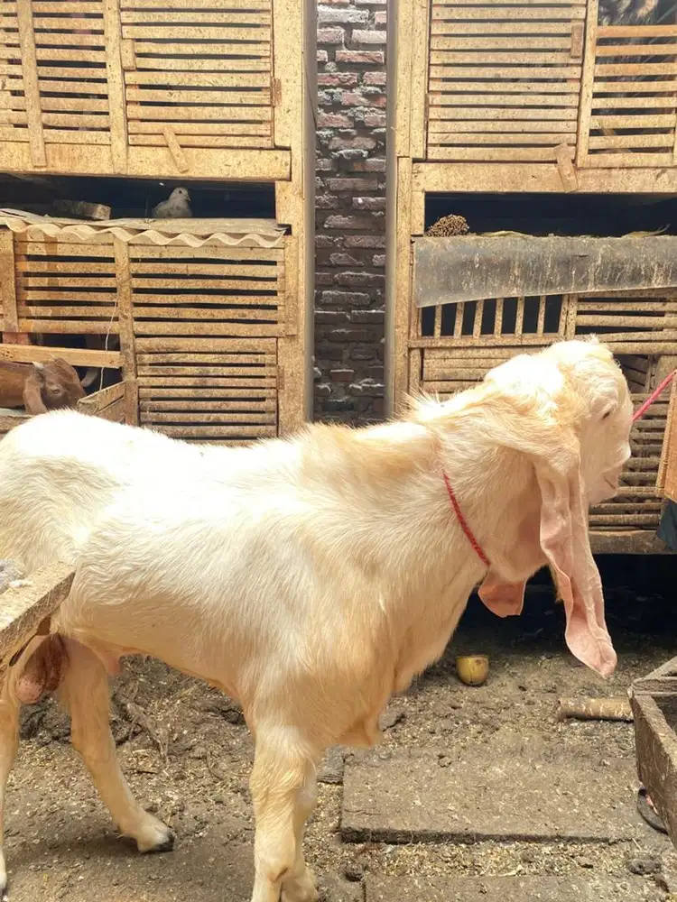 Kambing senduro