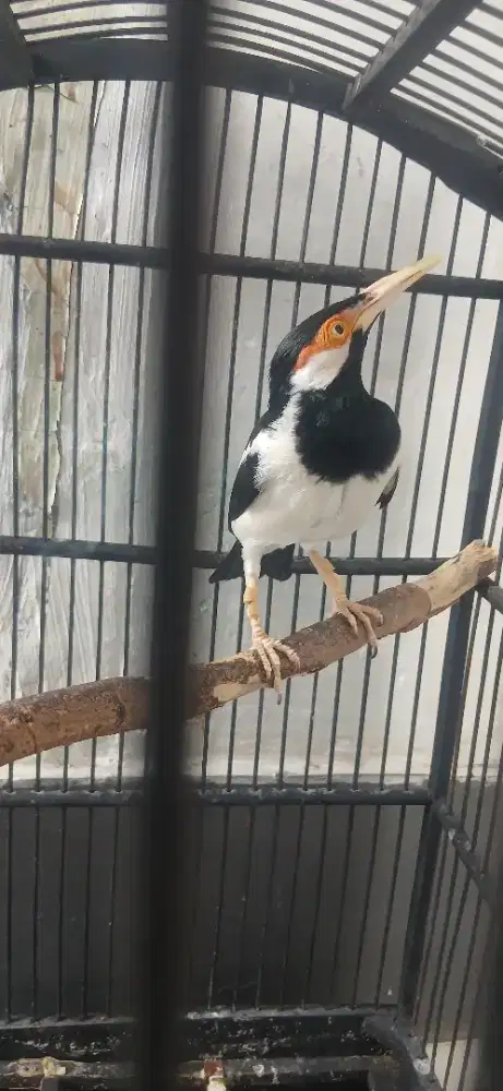 Burung jalak suren