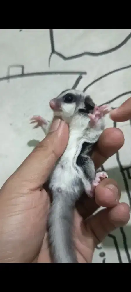 Sugar glider joey