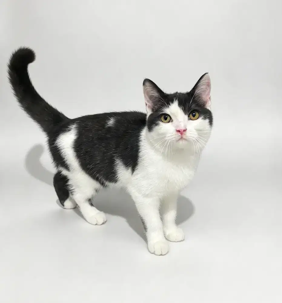 Bsh bicolor black betina