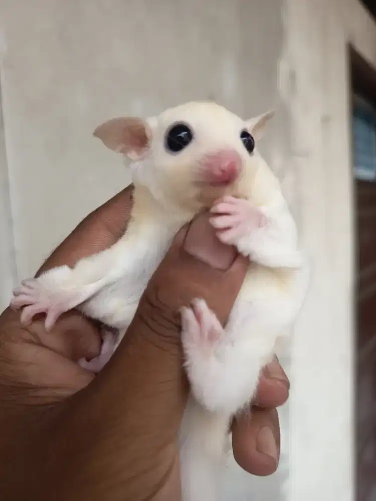 Sugar glider jeoy