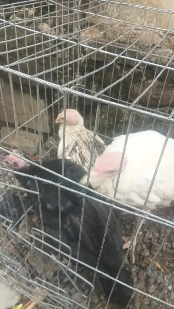 Paket breeding kalkun